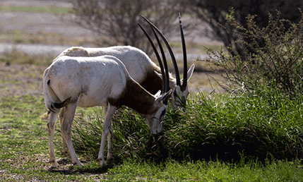 Sharjah Safari 1 (1)