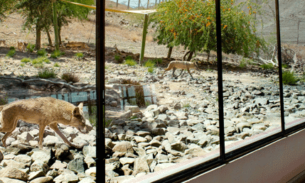 Al Hefaiyah Mountain Conservation Centre 1 (1)